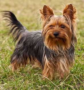 axsire terrier