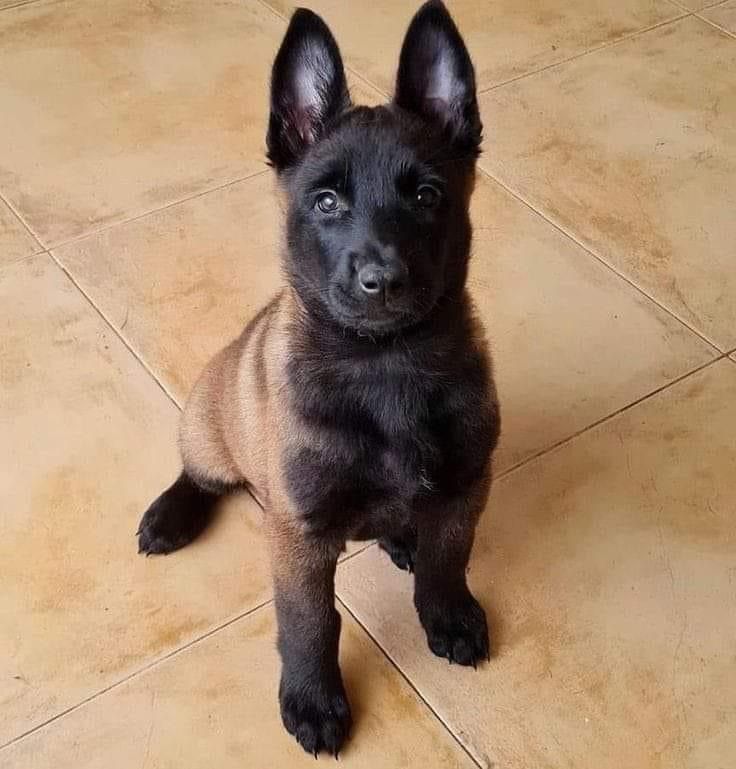 belgium malinois
