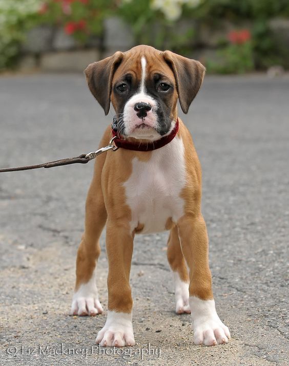 boxer