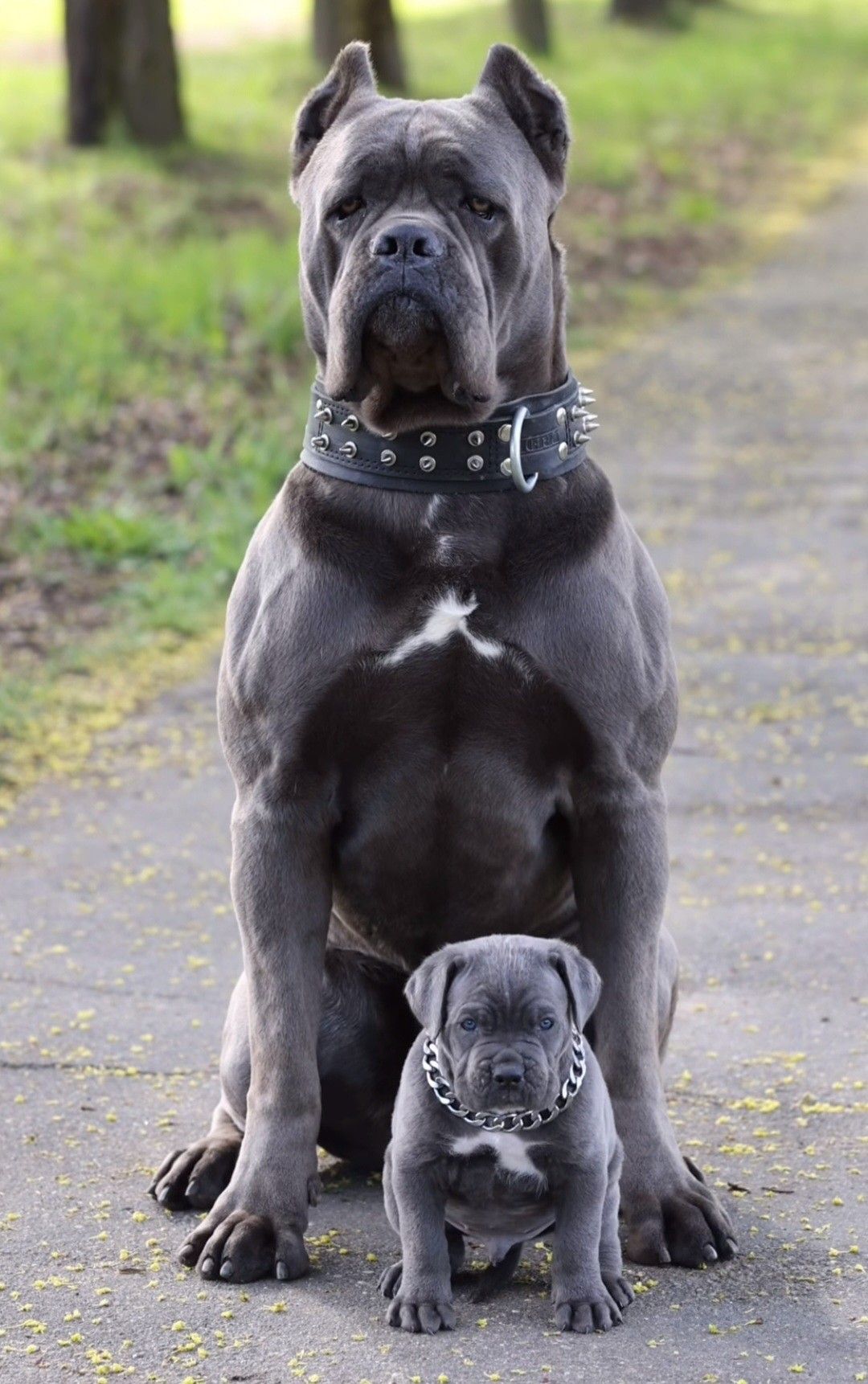 cane corso