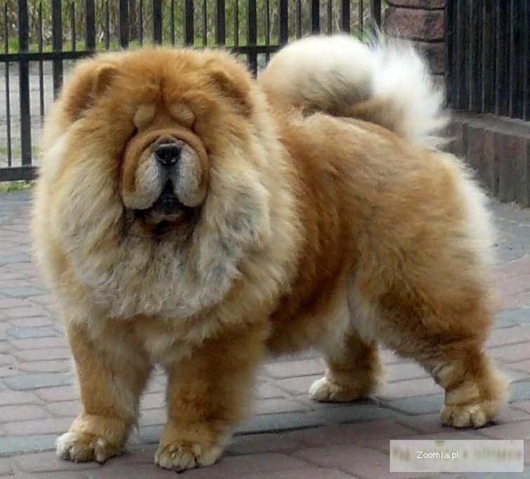 chow chow