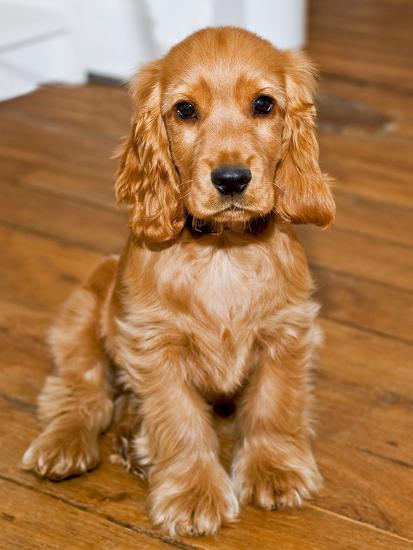 cocker spaniel