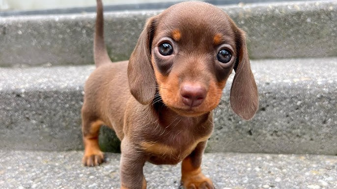 dachshund
