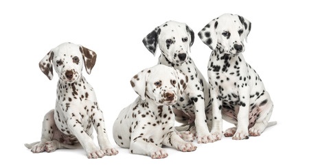 dalmatian puppies