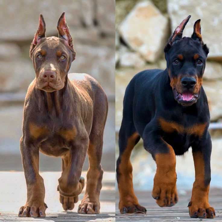 doberman