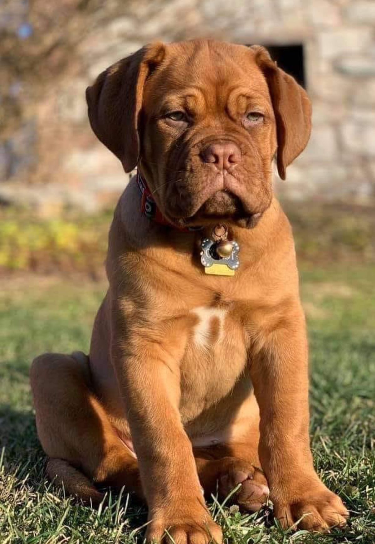 french mastiff
