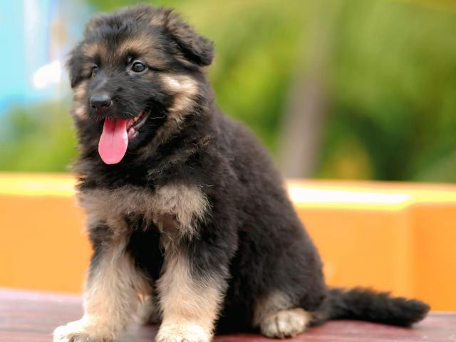 german shepherd