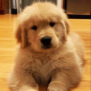 golden retriever