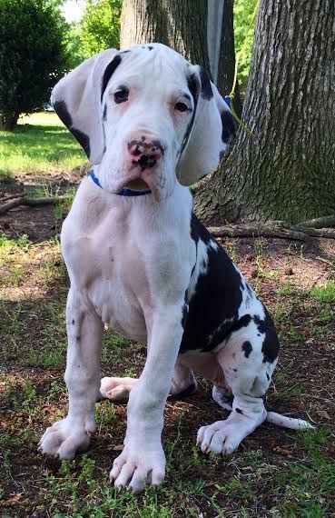great dane