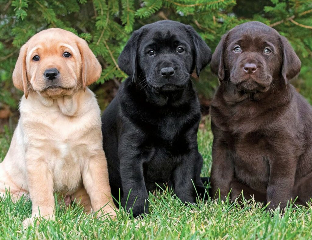 labrador retriever