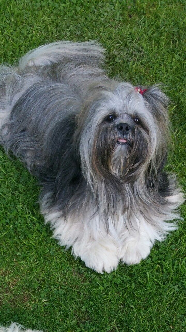 lhasa apso