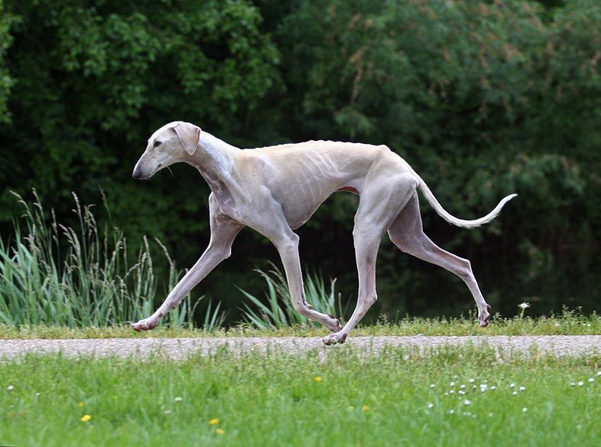 mudhol hound