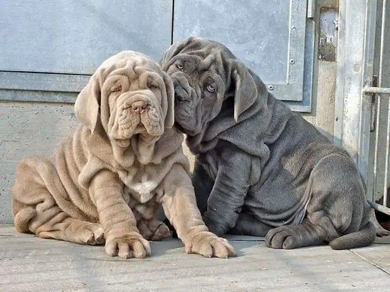 neopolitan mastiff