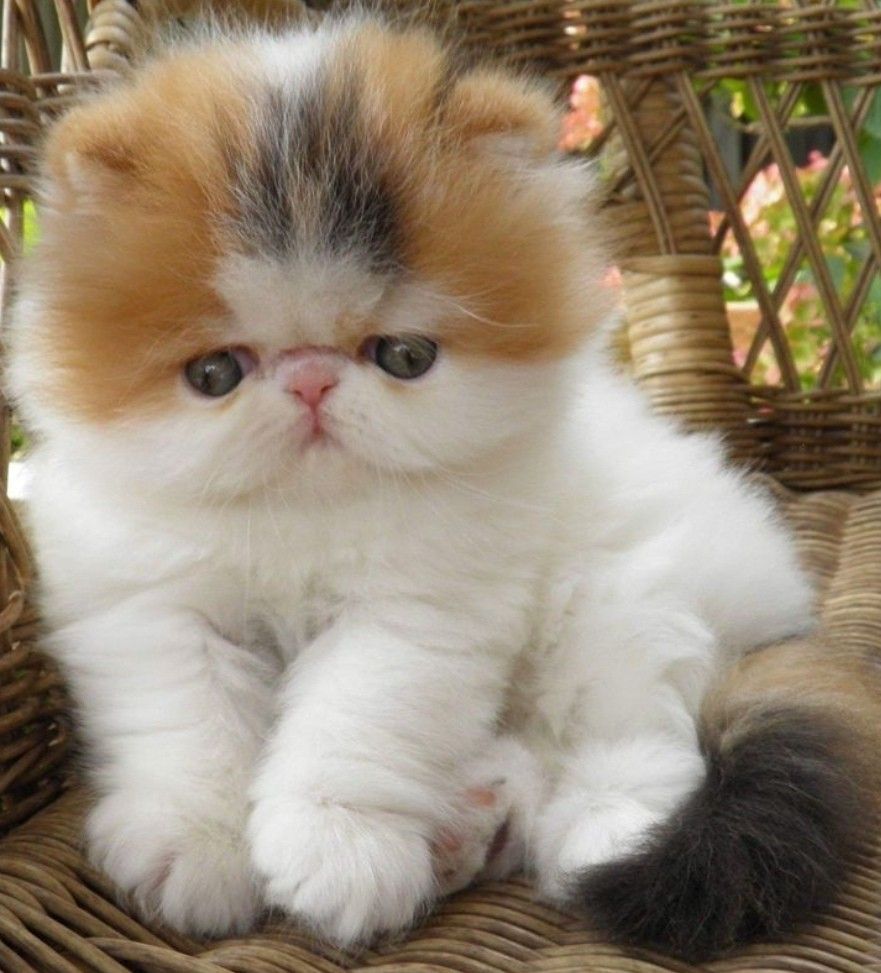 persian kitten