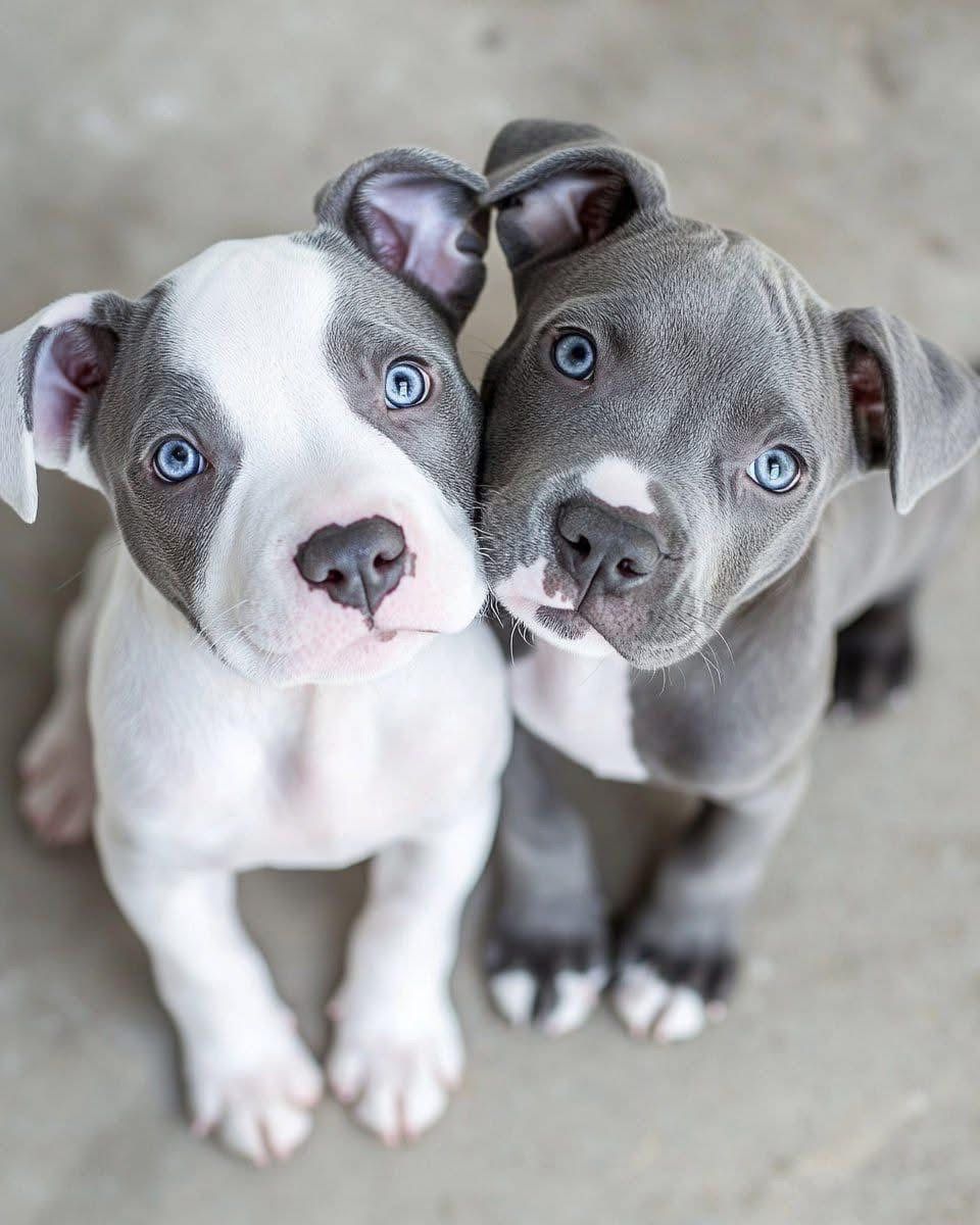 pitbull