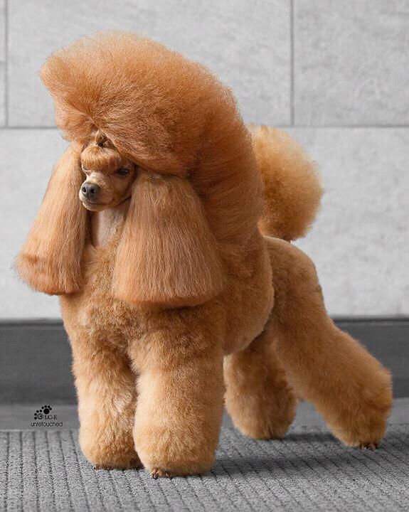 poodle