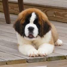saint bernard