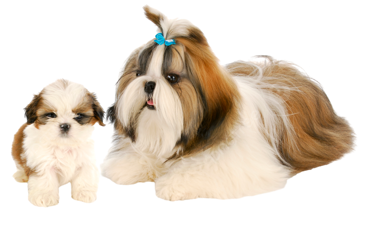 shih tzu