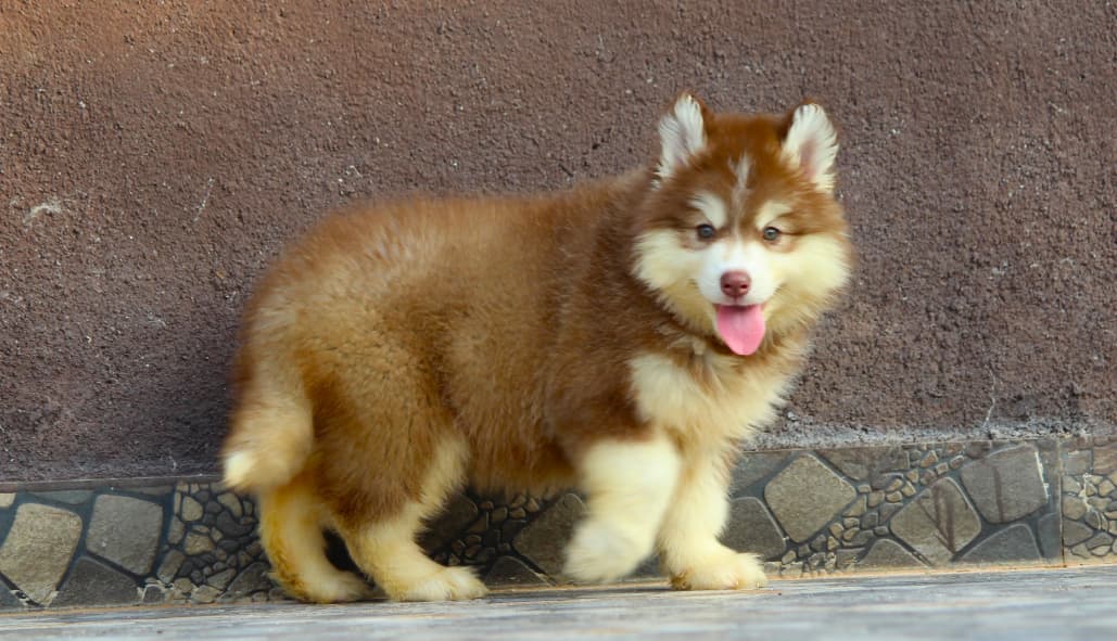 siberian husky