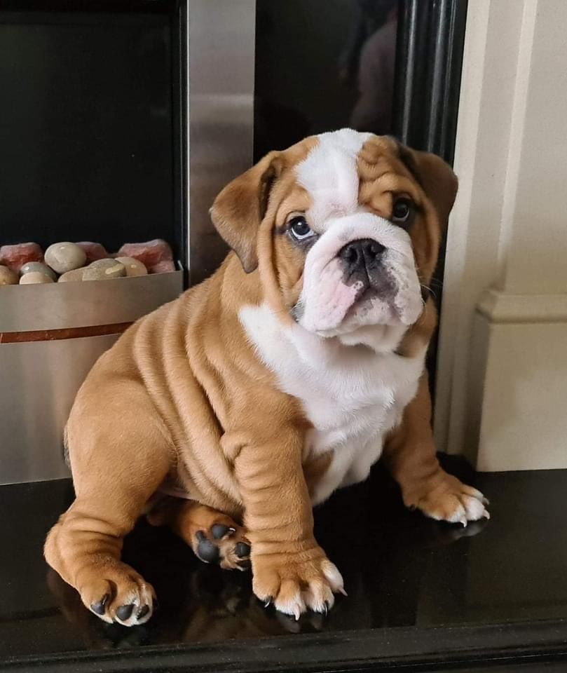 british bulldog