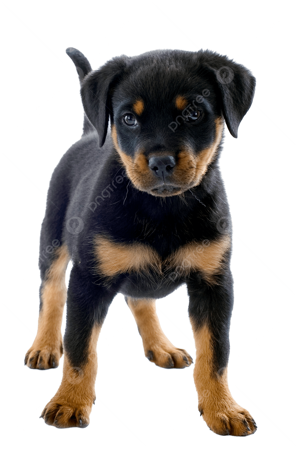 pngtree rottweiler cute puppy photo png image 13531028
