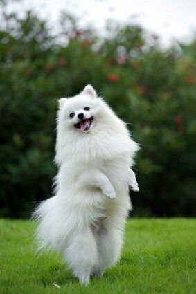 pomeranian