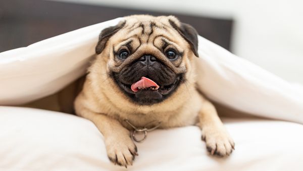 pug